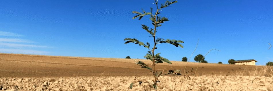 Food Forest